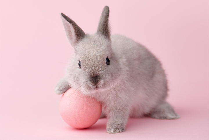 Adorable light grey baby bunny posed with pink egg against a pale pink background. 